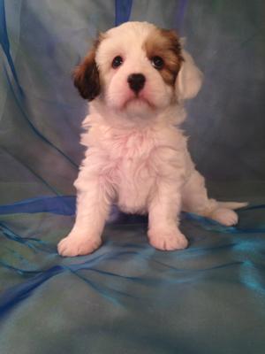 Male Cavachon Puppy for sale #6 Born Jan. 30th, 2015 Looking for Cavachon Breeders in Illinois, Iowa, Minnesota, or Wisconsin? Purebred Pups is Located North Central Iowa!